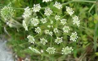 Особенности веха ядовитого