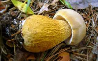 Симптомы и лечение отравления белыми грибами