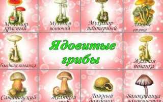 Что принимать при лечении грибного отравления