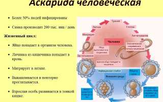 Профилактические мероприятия против аскаридоза