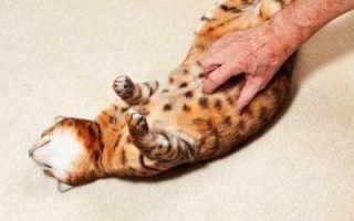 Делаем правильно клизму кошке