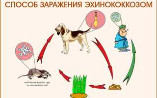 Все об эхинококкозе печени