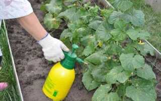 Можно ли отравиться солеными или маринованными огурцами