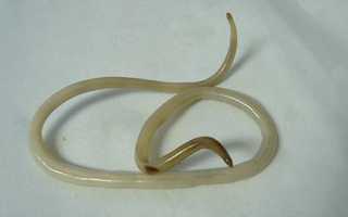 Самые большие и длинные глисты у человека