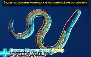 Суспензия от глистов для детей