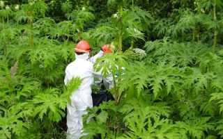 Растение борщевик – польза и вред для человека