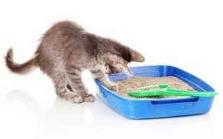 Лечение короновирусного гастроэнтерита у кошек