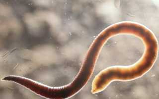 Как принимать полынь от паразитов: секреты эффективности и рецепт травяных противоглистных средств