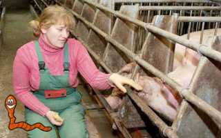 Балантидий — заражение человека паразитом, лечение и профилактика