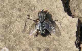 Муха мясная серая