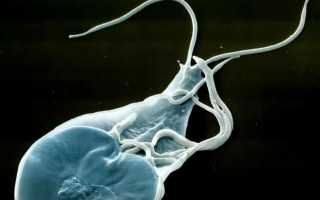 Лямблии у взрослых: симптомы, последствия заражения и схема лечения