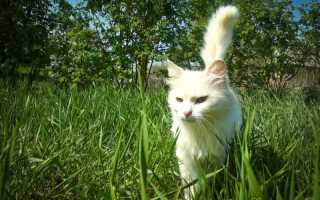 Анкилостома у кошек: лечение