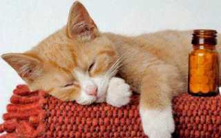 Особенности промывания желудка кошкам в домашних условиях