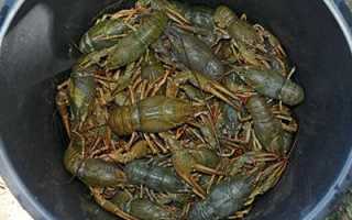 Что делать при отравлении раками