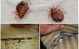 Откуда берутся клопы в квартире