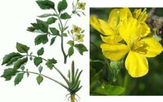 Как использовать чистотел: инструкция по применению