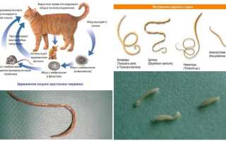 Лечение глистов у кошки в домашних условиях