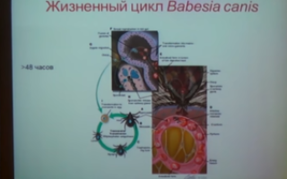 Пироплазмоз у собаки – лечение, препараты, профилактика