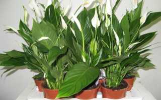 Ядовитый или нет спатифиллум