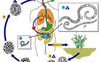 Глисты в кале и особенности их воздействия на организм человека