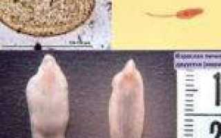 Глисты в печени человека: симптомы, диагностика, лечение