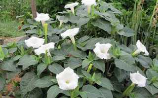 Какие лекарственные растения считаются ядовитыми