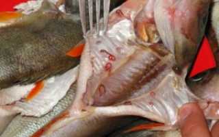 О паразитах в щуке и их опасности для здоровья