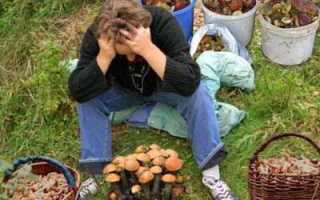 По каким признакам отличить грибы: определяем съедобные и несъедобные