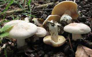 Какой вред может нанести организму энтолома ядовитая