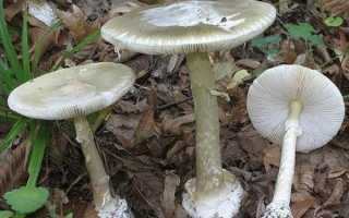 Бледная поганка: как распознать отравление и бороться с ним