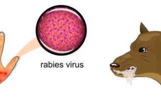 Как выглядит вирус бешенства