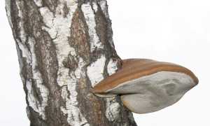 Лечение глазных заболеваний с помощью народной медицины