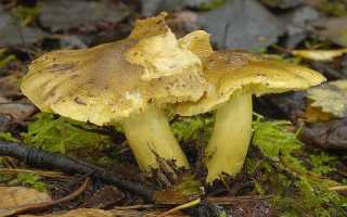 Грибы зеленушки: причины, симптомы и лечение отравления