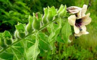 Признаки и лечение отравления беленой