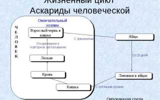 Развитие и размеры аскариды человеческой