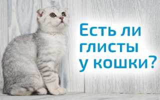 Как дать кошке таблетку от глистов?