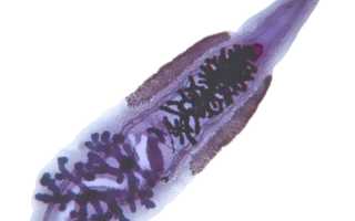 Чем опасна сибирская двуустка