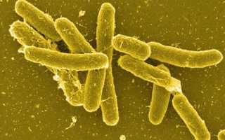 Симптомы и лечение сальмонеллеза у кошек