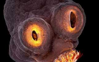 Строение свиного цепня