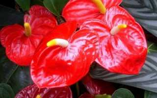 Ядовит ли антуриум