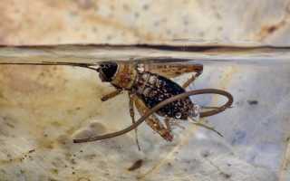 Опасен ли паразит «конский волос» для человека?