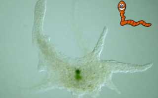 Дизентерийная амеба — строение паразита и жизнедеятельность в теле человека