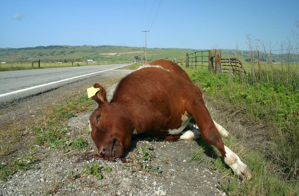 Мертвая корова