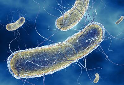 Кишечная палочка