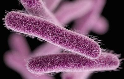 Возбудитель дизентерии шигелла