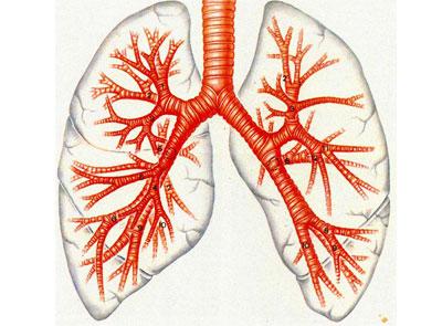Ттрахеобронхиальное дерево