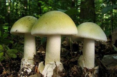 Бледная поганка