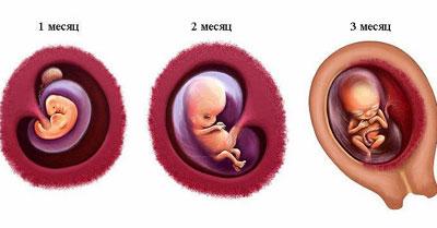 Первый семестр беременности