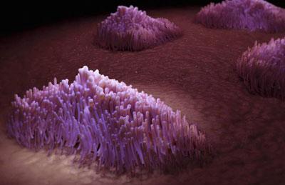 Восстановление ворсинок бронхов