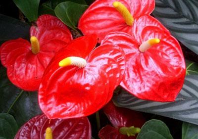 Цветы антуриума